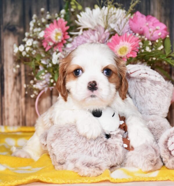 June a brown and white cavalier puppy, cavalier puppies forsale, cavalier puppies forsale in ohio