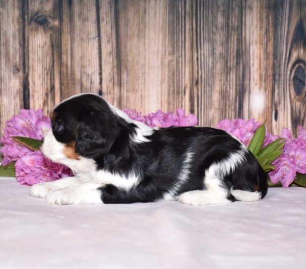 Tri colored female, Cavalier puppy, puppies for sale, puppies for sale in Ohio