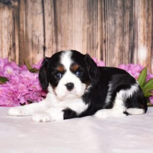 Tri colored female, Cavalier puppy, puppies for sale, puppies for sale in Ohio