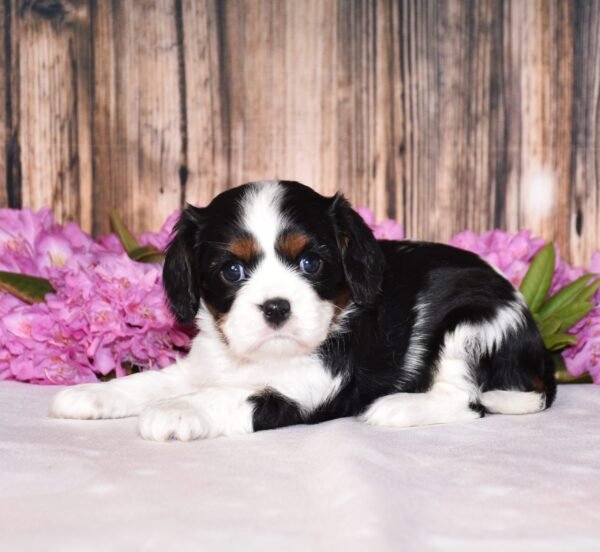 Tri colored female, Cavalier puppy, puppies for sale, puppies for sale in Ohio