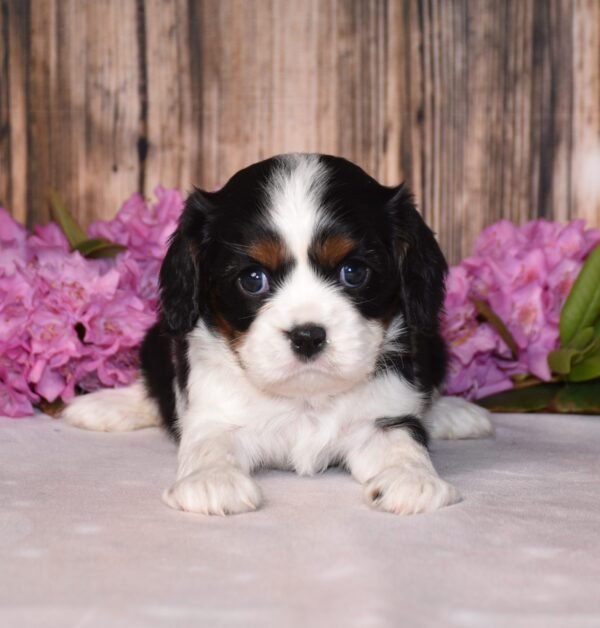 Tri colored female, Cavalier puppy, puppies for sale, puppies for sale in Ohio