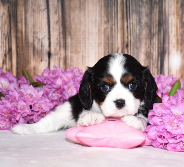 Tri colored female, Cavalier puppy, puppies for sale, puppies for sale in Ohio