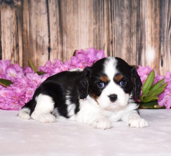 Tri colored female, Cavalier puppy, puppies for sale, puppies for sale in Ohio