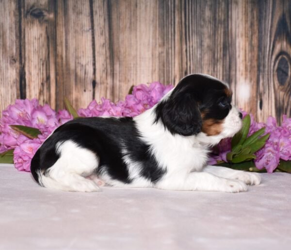 Tri colored female, Cavalier puppy, puppies for sale, puppies for sale in Ohio