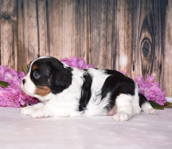 Tri colored female, Cavalier puppy, puppies for sale, puppies for sale in Ohio