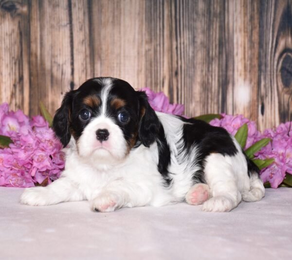 Tri colored female, Cavalier puppy, puppies for sale, puppies for sale in Ohio