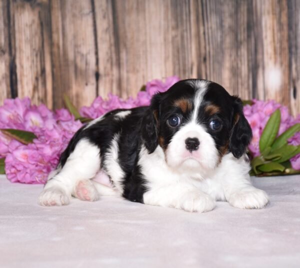 Tri colored female, Cavalier puppy, puppies for sale, puppies for sale in Ohio