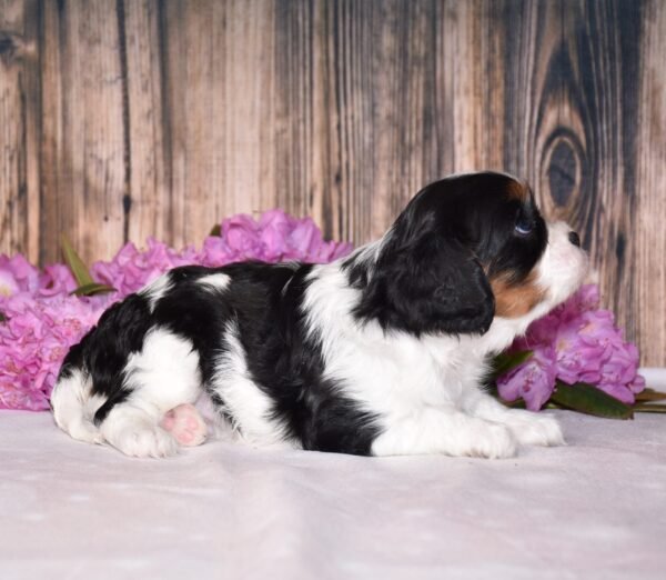 Tri colored female, Cavalier puppy, puppies for sale, puppies for sale in Ohio
