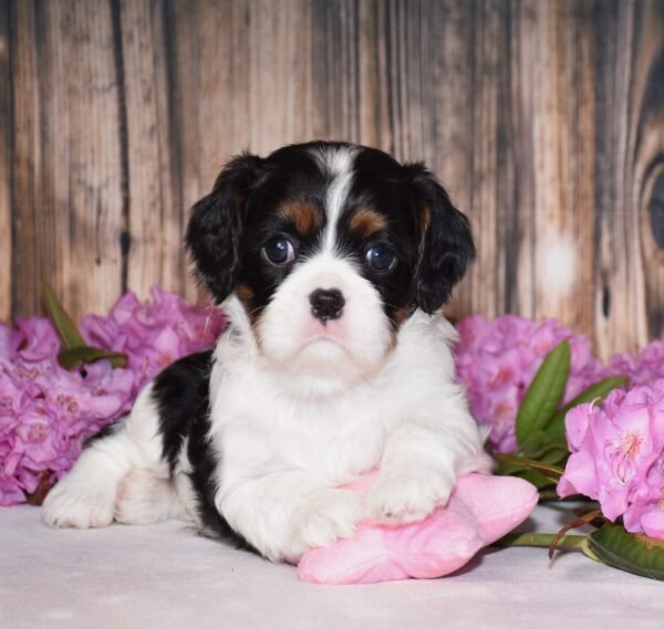 Tri colored female, Cavalier puppy, puppies for sale, puppies for sale in Ohio
