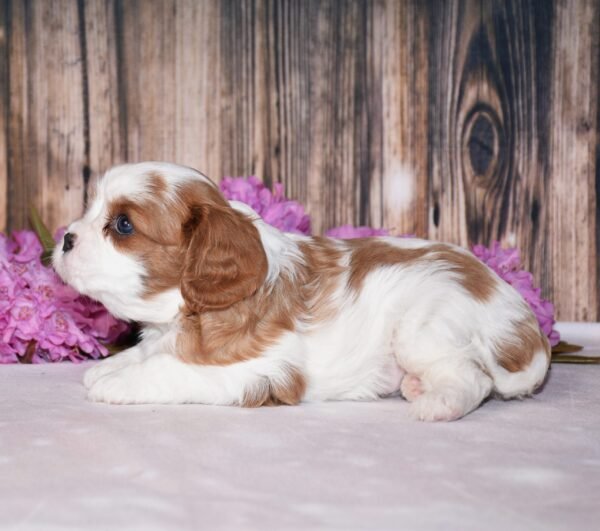 Brown and white cavalier male puppy, Cavalier puppies for sale, Cavalier puppies for sale in ohio