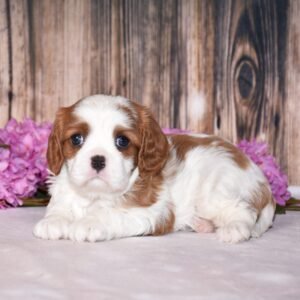 Brown and white cavalier male puppy, Cavalier puppies for sale, Cavalier puppies for sale in ohio