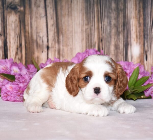 Brown and white cavalier male puppy, Cavalier puppies for sale, Cavalier puppies for sale in ohio