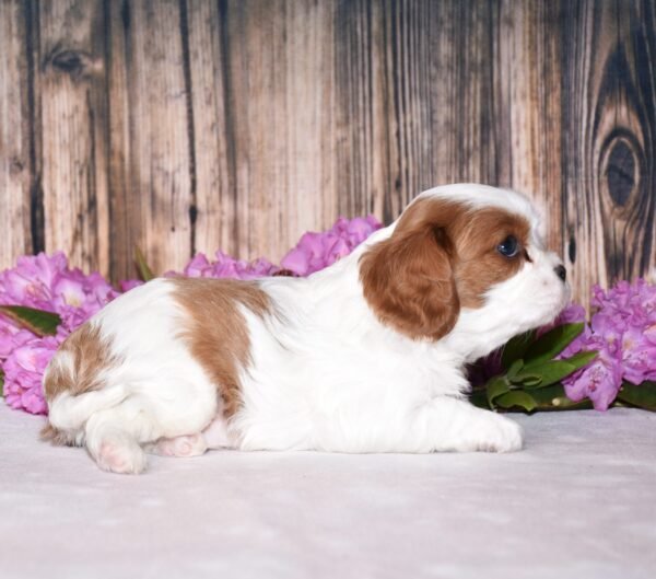 Brown and white cavalier male puppy, Cavalier puppies for sale, Cavalier puppies for sale in ohio