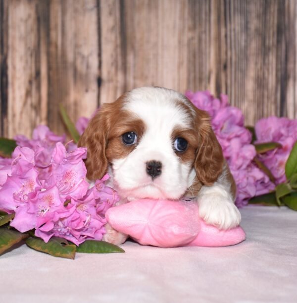 Brown and white cavalier male puppy, Cavalier puppies for sale, Cavalier puppies for sale in ohio