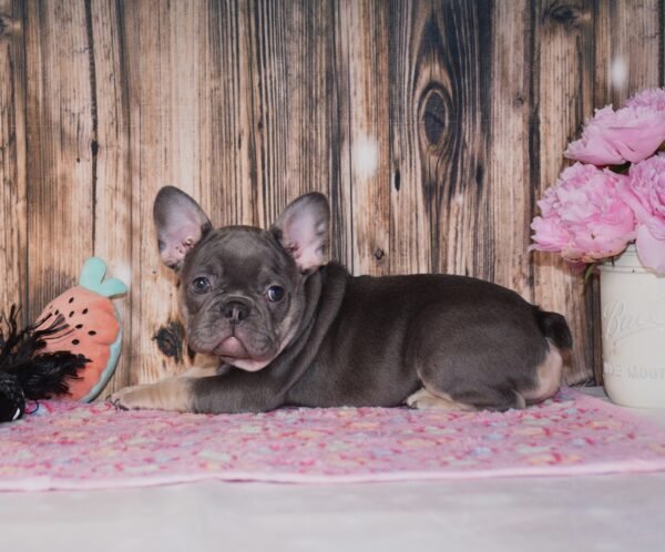 Gemma - Image 4