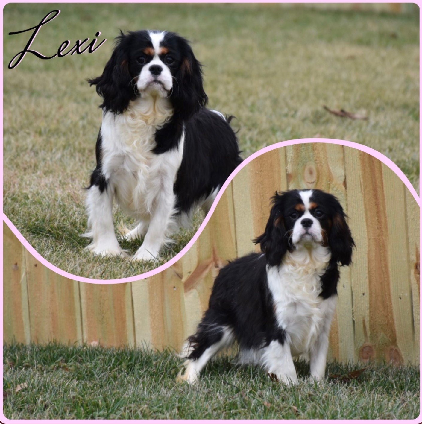 Lexi Lexi