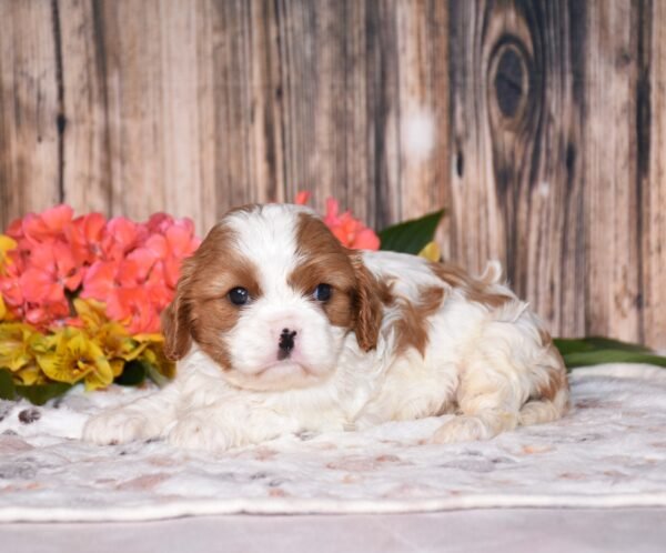 Nellie - Image 2