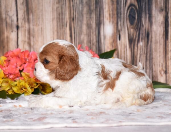 Nellie - Image 4