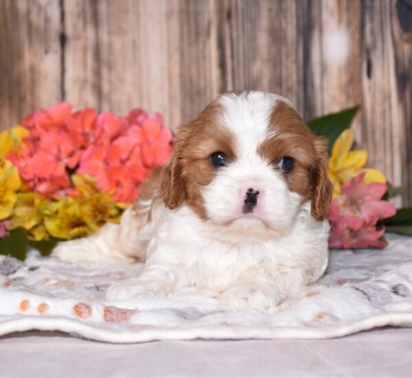 Nellie