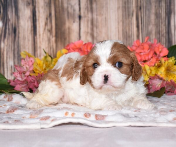 Nellie - Image 3