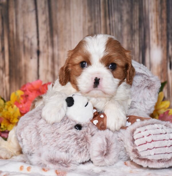 Nellie - Image 5