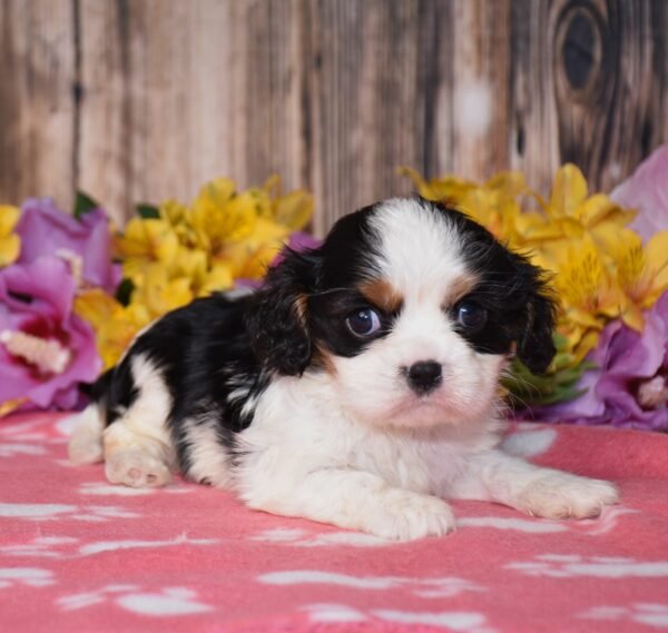 Everly - Image 8