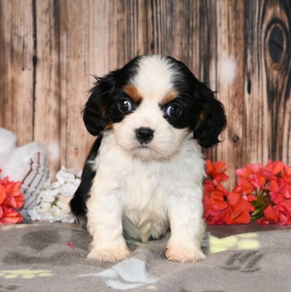 Everly