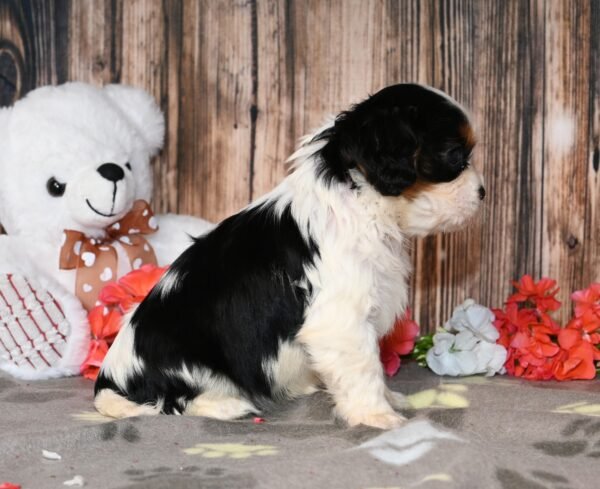 Everly - Image 4