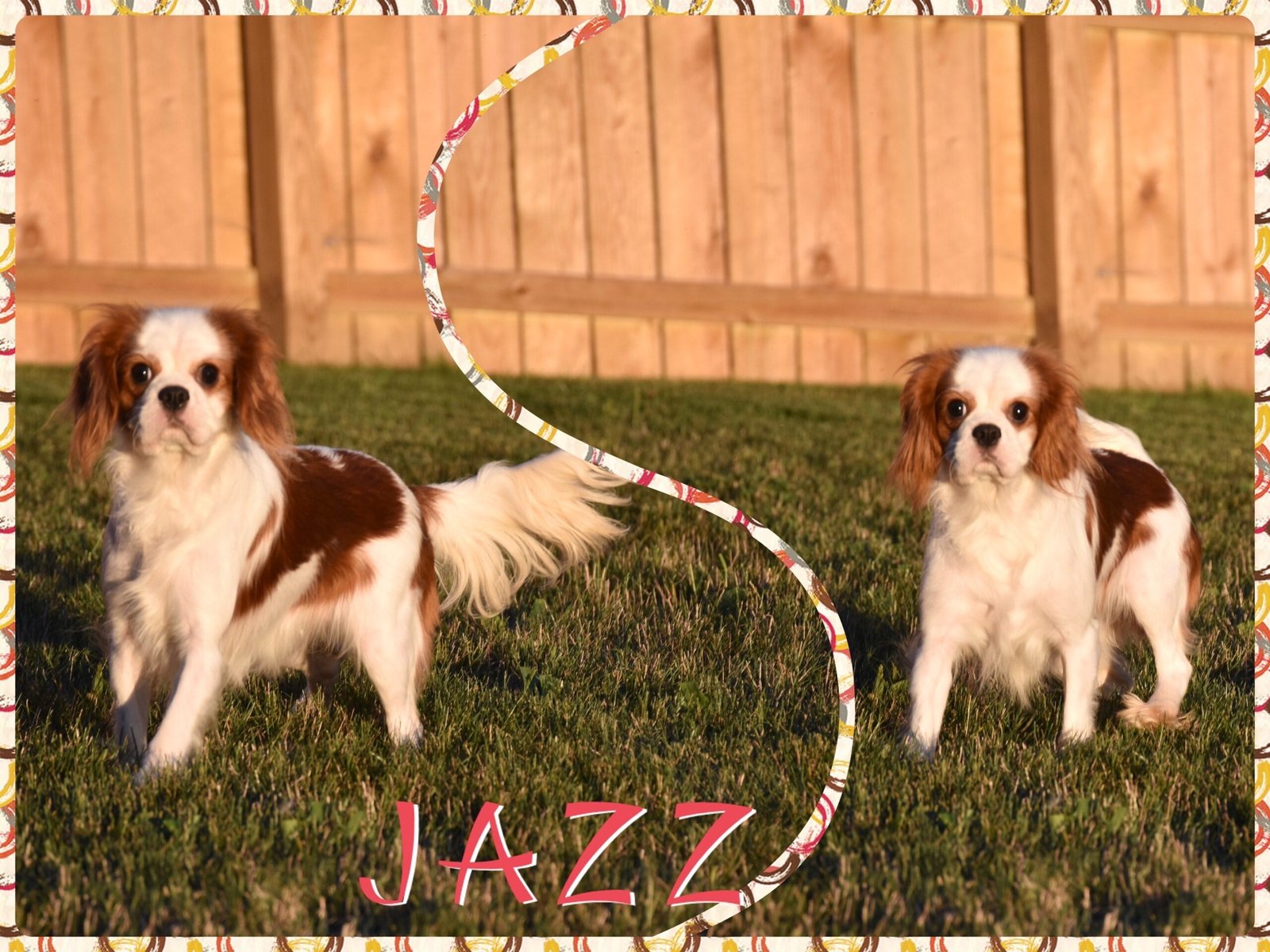Jazz Jazz