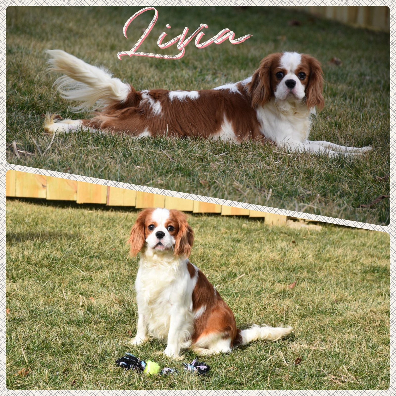 Livia Livia