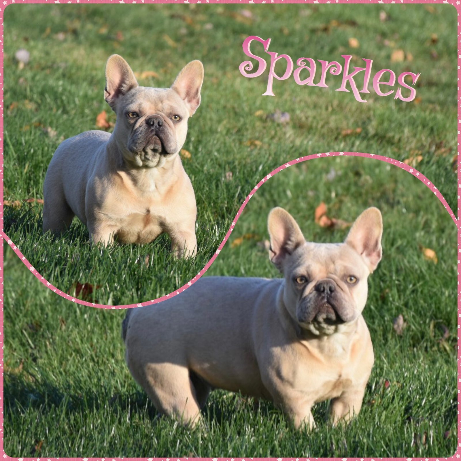 Sparkles