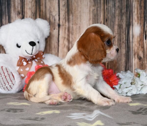 Peaches - Image 2