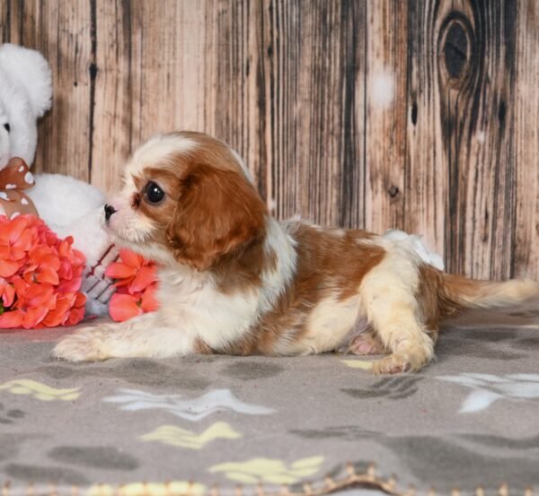 Peanut - Image 6