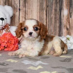 Peanut