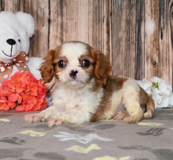 Peanut
