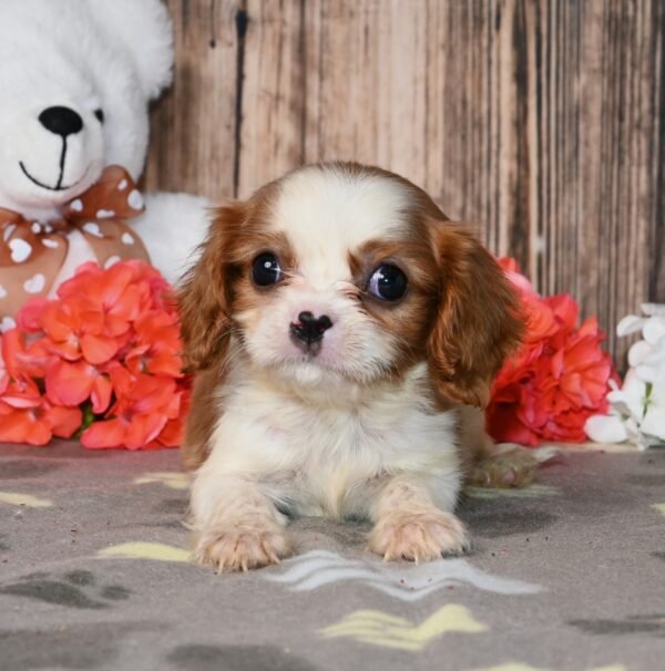 Peanut - Image 4