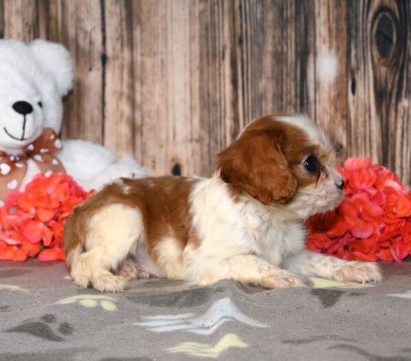 Peanut - Image 5