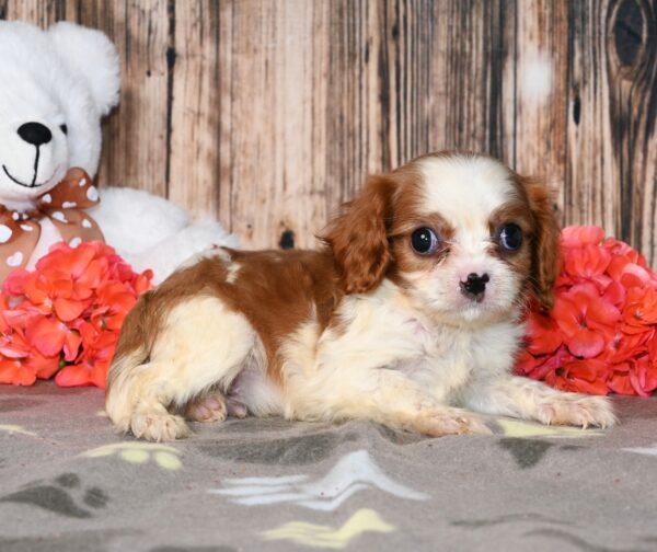 Peanut - Image 3
