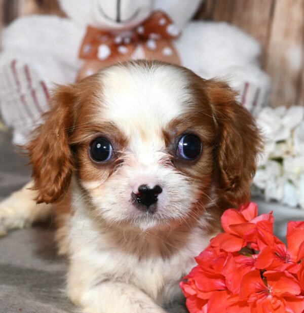 Peanut - Image 2