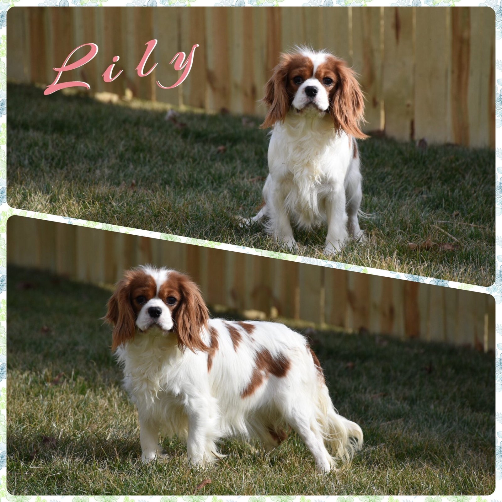 Lily Lily