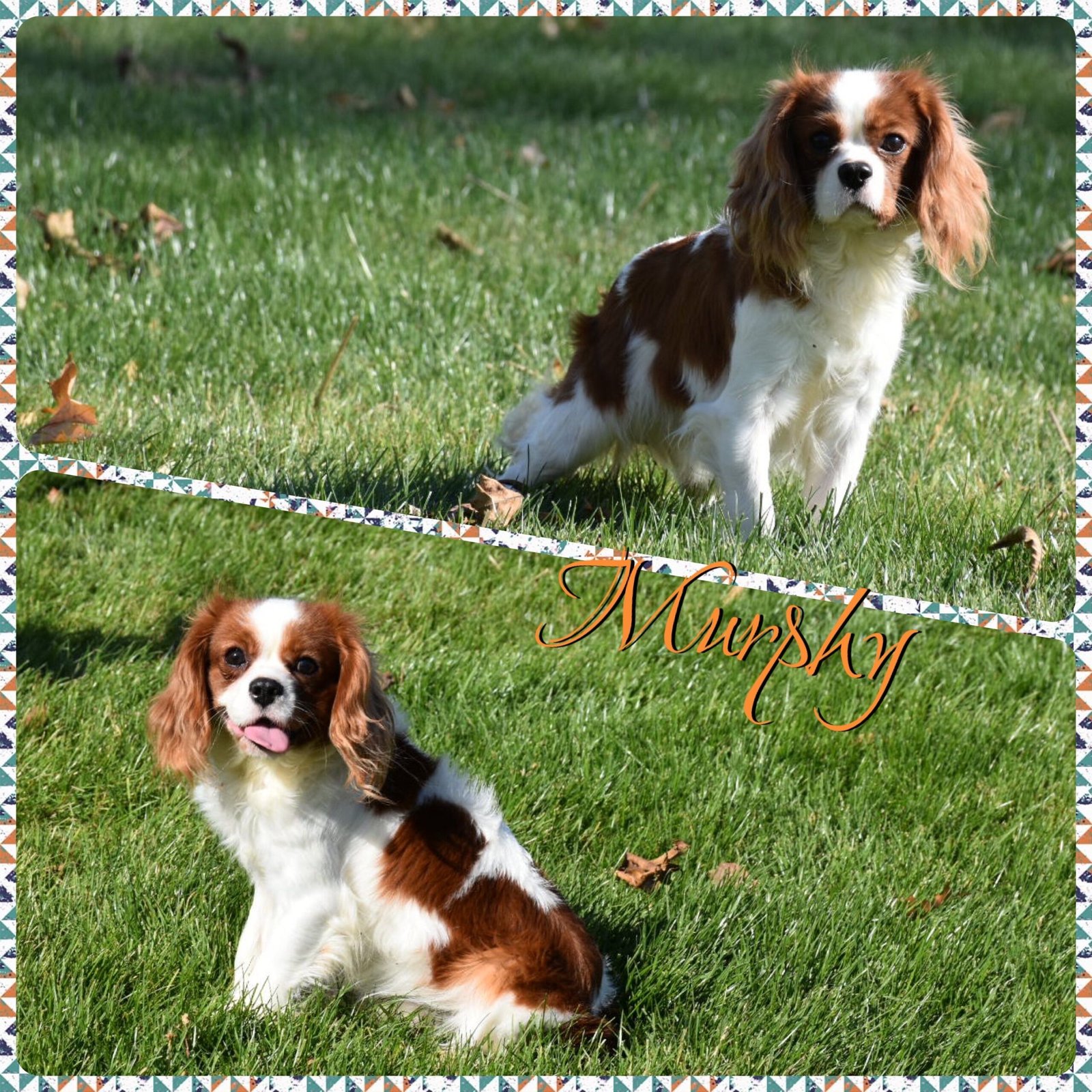 Murphy Murphy