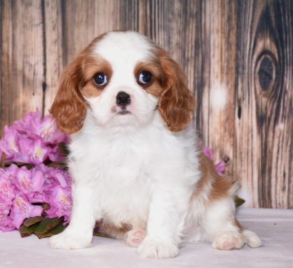 Brown and white, male, cavalier puppy, puppies for sale, puppies for sale in Ohio