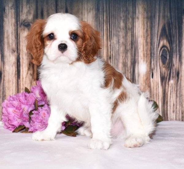 Brown and white, male, cavalier puppy, puppies for sale, puppies for sale in Ohio